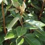 Olijfwilghaag met groen blad en witte bloemetjes